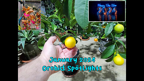 January 2024 Orchid Spotlights