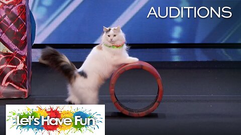 The Savitsky Cats: Super Trained Cats Perform Exciting Routine - America's Got Talent