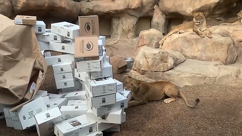 African Lions Enjoy Empty Box Enrichment