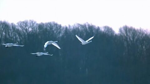 Slow Motion Swans Flying Against Trees 4