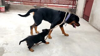 Bolt Playing with his Son :: Cutest video || Nut & Bolt