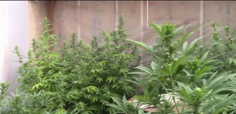 Flowering Cannabis Using Light Deprivation Fifth Week