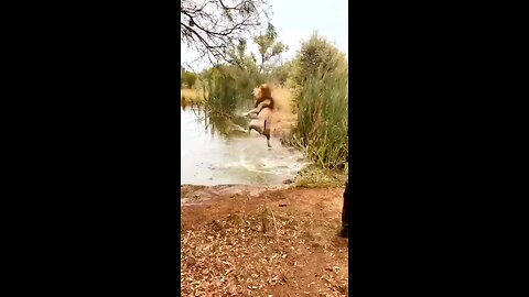The lion took a huge leap