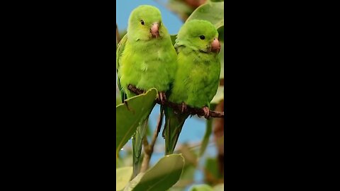 Cute parrot