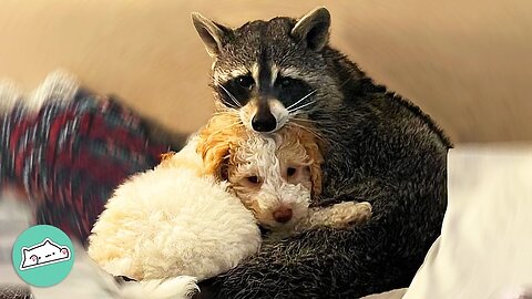 Raccoon Thinks Puppy Is His Baby And Begs For Cuddles | Furry Buddies