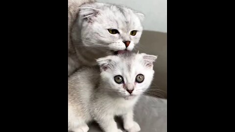 Kitten Kiki feels annoyed when mother cat is around, but feels lonely when she isn't...