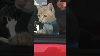 I want this cat with a shirt