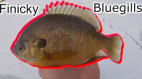 Tricking Finicky Bluegill (Illinois Ice Fishing)