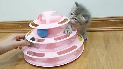 Cute kittens like playing with new toys