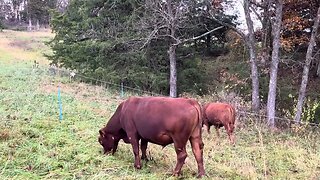 Bred South Poll cow auction tonight on Green Pastures Farm website!