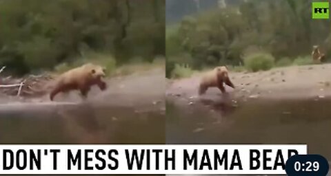 Furious bear chases tourist boat