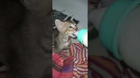 kitten drink milk from baby milk bottle, kitten, drink milk, baby milk bottle 😍😺😻🐱
