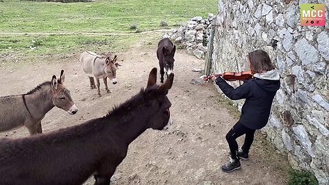 She plays the violin "O Sole Mio" in harmony with donkeys