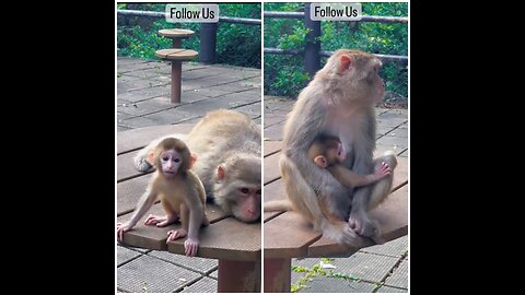 Monkey Mom's Love ❤️