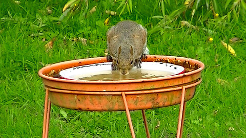 IECV NV #736 - 👀 House Sparrows Bathing Junco And A Grey Squirrel Getting A Drink 10-30-2018