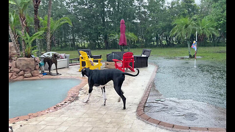 Funny Great Dane Runs Zoomies In Torrential Florida Rain Puddles