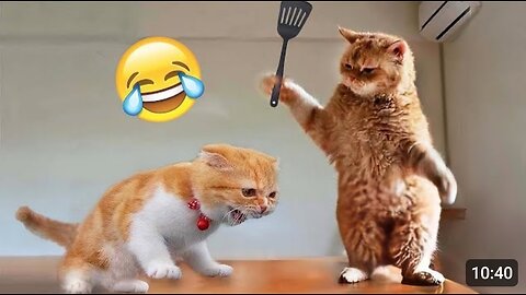 Funny animal video