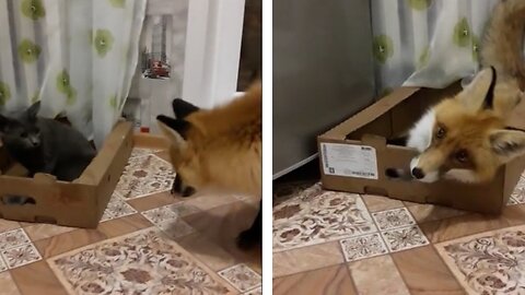 (Live sound) FUNNY VIDEO :) A cheeky FOX kicks a cat out of its place