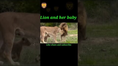 Lion and Her Babies ®#shorts #shortvideo #youtubeshorts