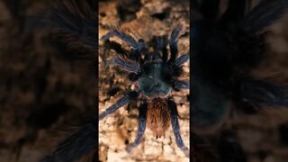 Green Bottle Blue Tarantula clip from Full Care Video!