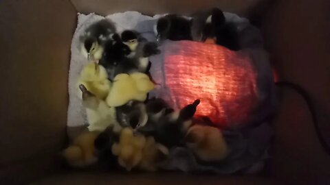 Muscovy Ducklings, born last night and this morning, 30/05/2020 ( Video 1 )