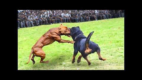 Rottweiler vs Pitbull Terrier Dog - Pitbull vs Rottweiler Real Fight