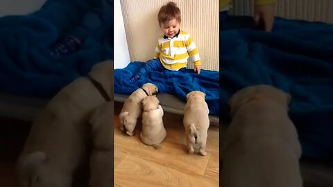 Pug puppies wants to play