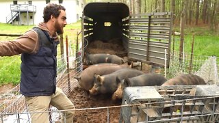 Best Way to Load Pigs on a Trailer | Taking Hogs to Butcher