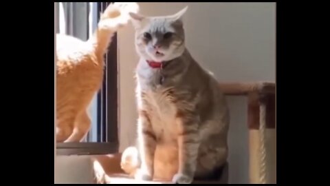 Funny Animal Videos 2023- Funiest Cats and dogs