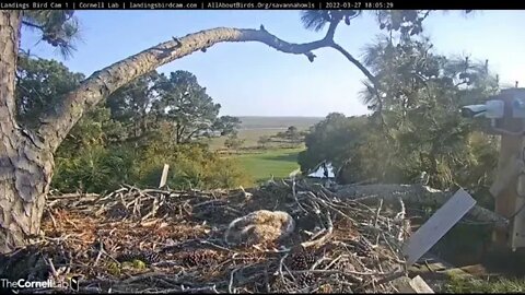 An Egret Fly-By (SloMo) 🦉 3/27/22 18:05