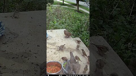 Birds Fighting Over Bowl Of Food! 🐦