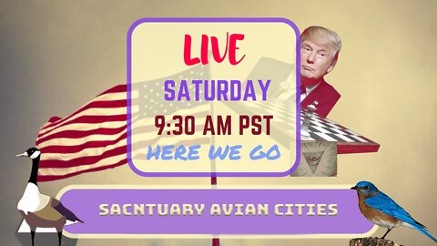 Saturday *LIVE* Sanctuary Avian Cities Edition