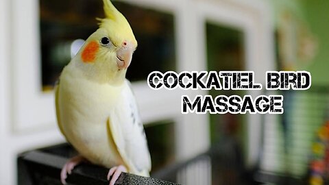 Cockatiel Massage for Ultimate Relaxation
