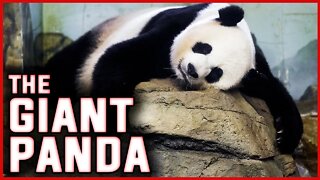 THE GIANT PANDA: FACTS ABOUT THE CUTEST ANIMAL ON EARTH | ASIA | PANDA | ANIMALS | JUNGLE | NATURE