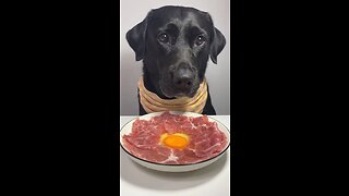 🍳 Indulging in Beef and Fluffy Eggs Today! 🐶 #short #shorts #share #trending #Dog #Doglovers
