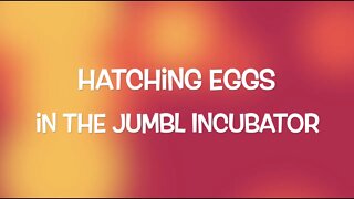 Hatching Eggs in the Jumbl Incubator