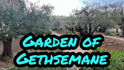 Israel 2023: My Review of the Garden of Gethsemane