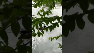 Halifax Public Gardens during Prom