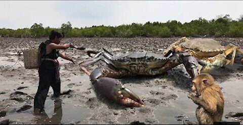Brave boy hunting for huge king mud crab at Mud Sea after Water Low Tide, Season Catch Sea Crabs