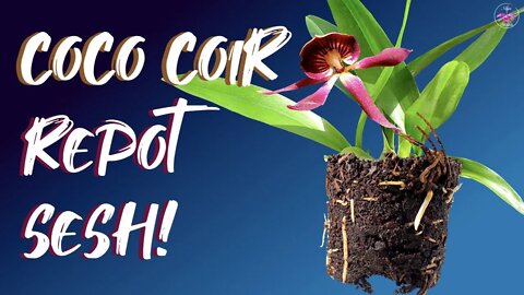 Repotting The EASY Way | Coco Coir to Leca and Self Watering | Guarachea Black Comet #ninjaorchids