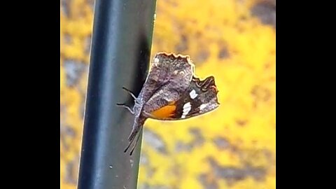 Libytheana carinenta..American Snout Nosed Butterfly