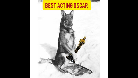 Best Acting Oscar Goes to, Dog's Dramatic Gunshot Act