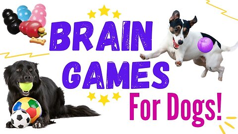 10 Easy Brain Games to Play with your Dog - Mental Stimulation for Dogs