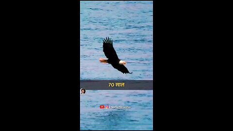 Life journey of eagle #shorts #shortsvideo #trending #viral #shortsfeed #viralshorts #trendingshorts