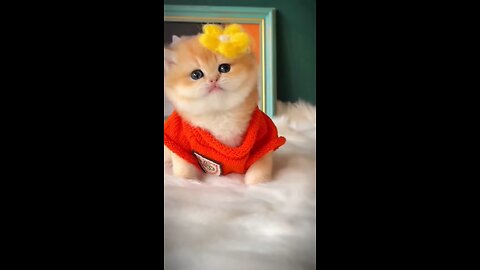 Cute kitten is wearing sweater😻