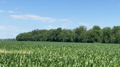 Listening to the Corn Grow