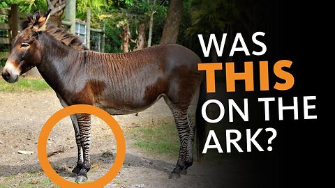 Why Two of Every SPECIES Couldn’t Fit on the Ark