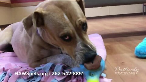 Meet our Pawsitively Milwaukee Pet of the Week: Rowdy!