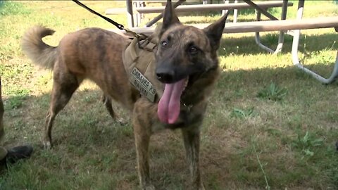 Racine County cadaver K9 helps find what human investigators cannot