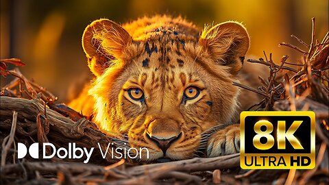 ULTIMATE WILDLIFE (Dolby Vision®) 8K ULTRA HD HDR